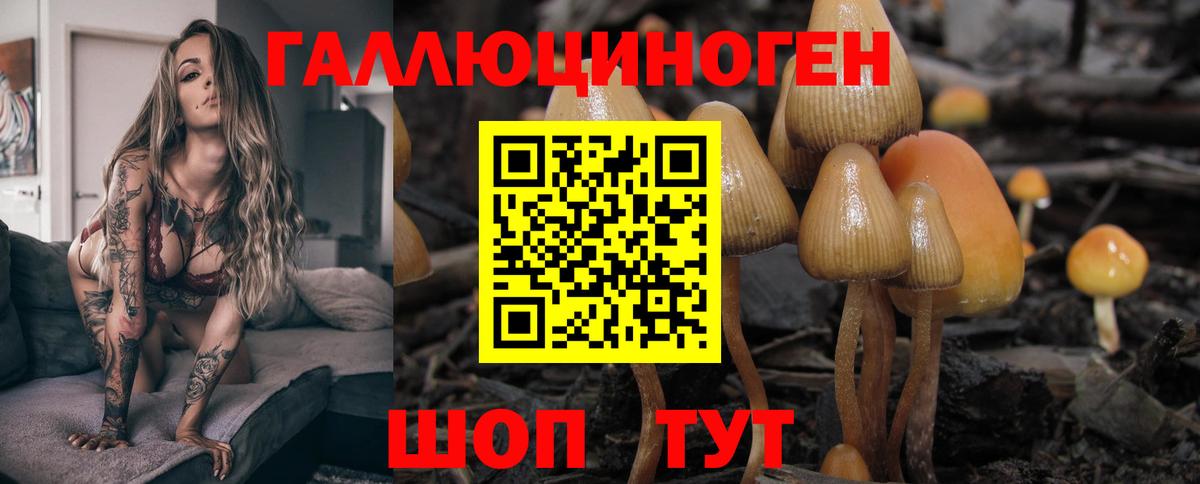 Псилоцибиновые грибы Psilocybine cubensis  Вход с VPN  Черкесск 